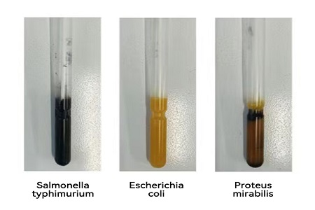 BABIO toob turule suure jõudlusega transpordikandja (SS-tüüpi) usaldusväärseks globaalseks mikroobide proovide edastamiseks