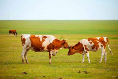 BABIO tutvustab kõrge tundlikkusega veiste tiinuse kiirtesti komplekti kaasaegse veisekasvatuse jaoks