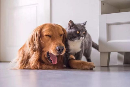BABIO laiendab ülemaailmse lemmikloomatervishoiu veterinaar-kiirtestide portfelli