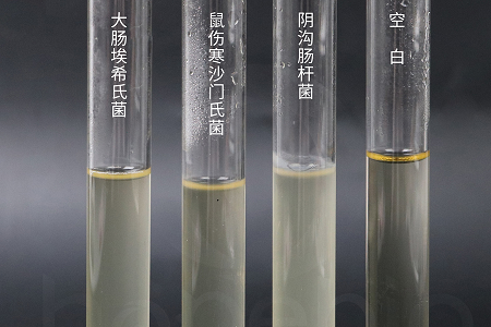 Babio Biotechnology toob turule suure jõudlusega aju-südame infusioonipuljongi usaldusväärseks mikroobide kultiveerimiseks