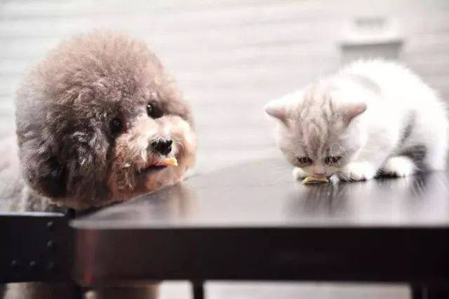 Kiire FPV Ag testikomplekt kasside katkuviiruse tuvastamiseks